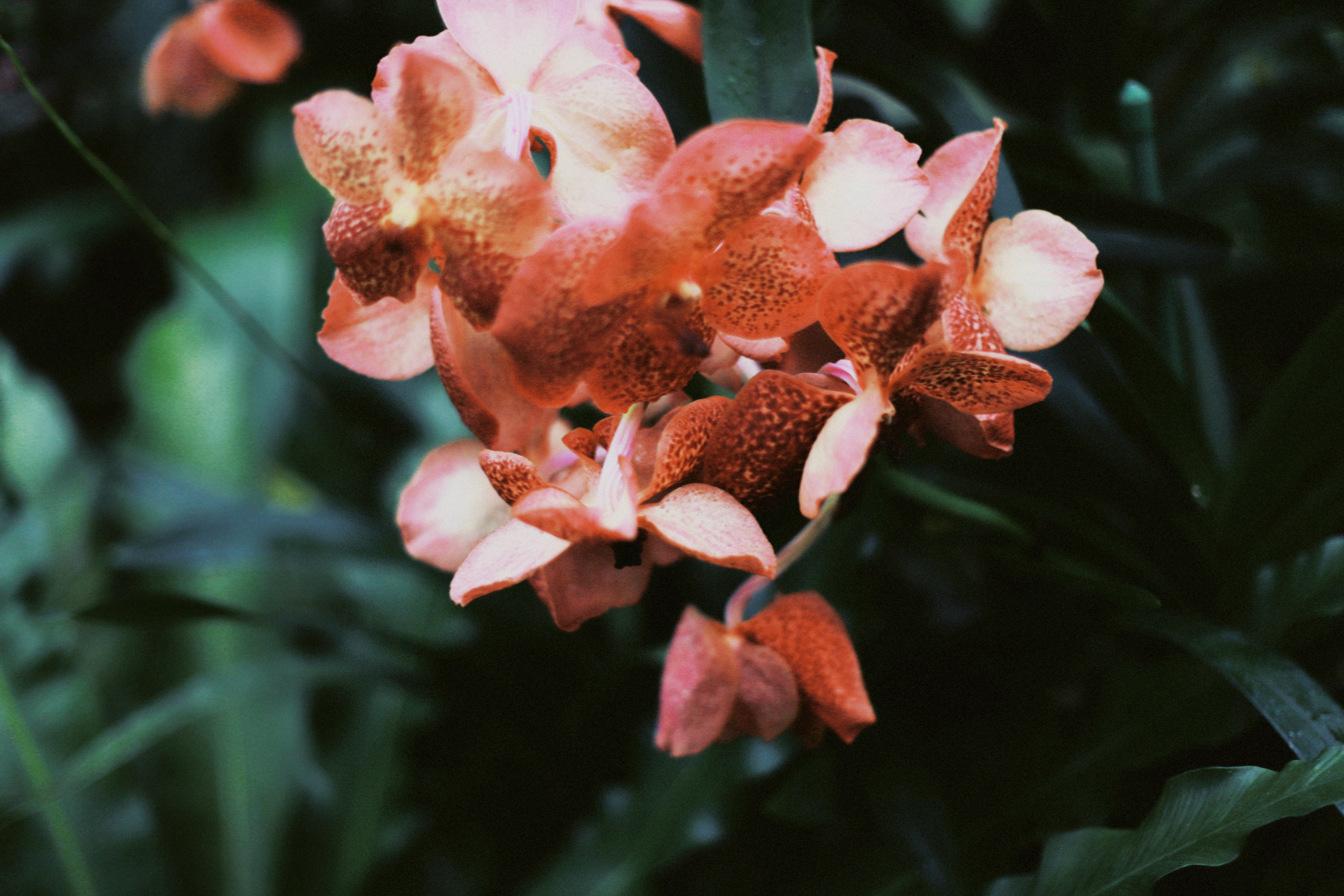 Orchid study I