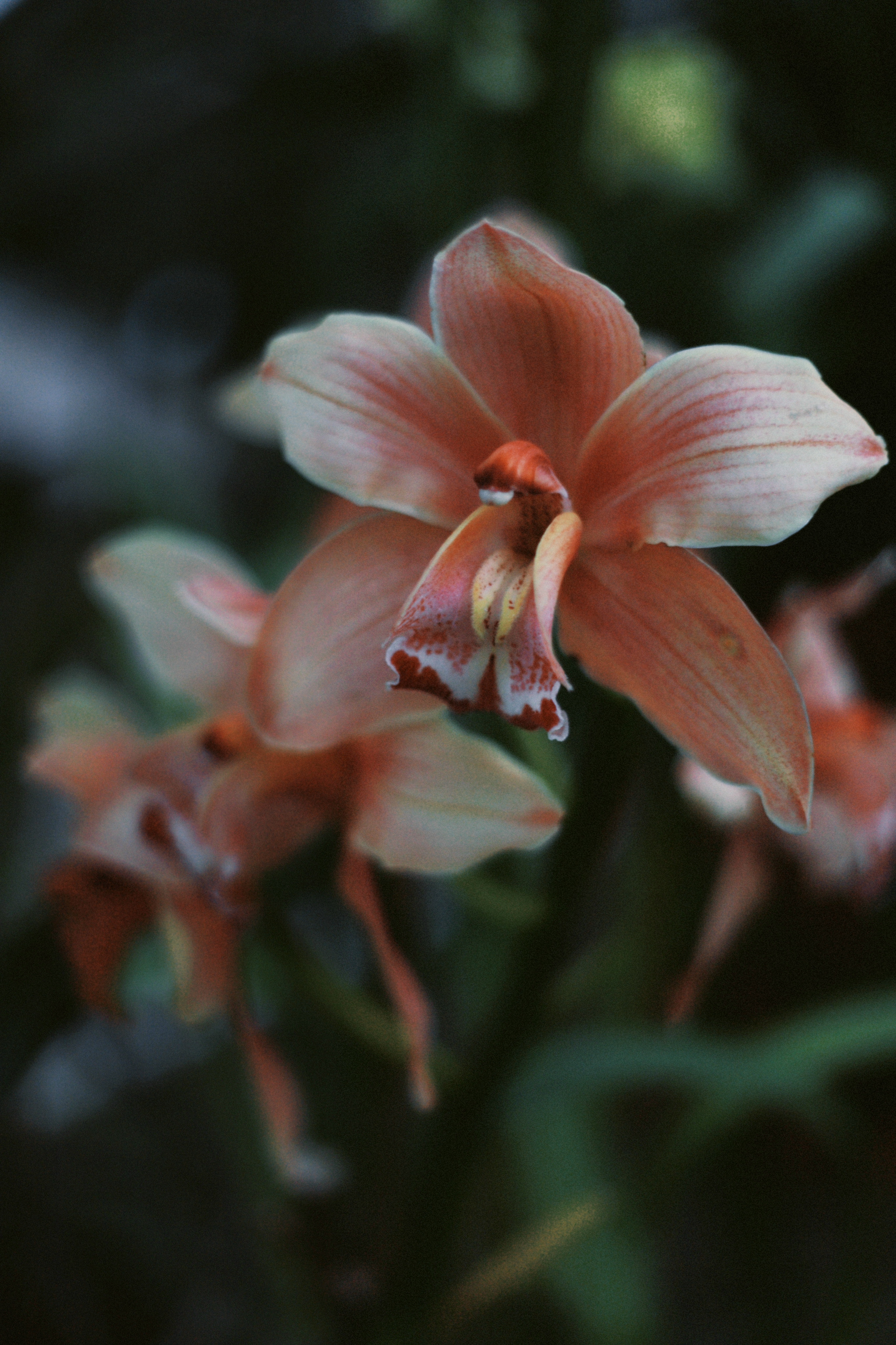Orchid study II