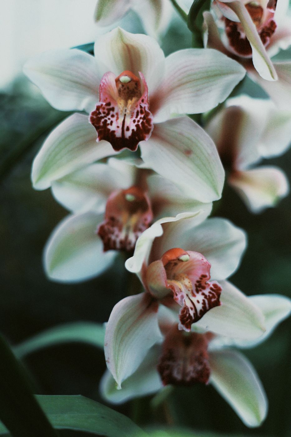 White orchid study