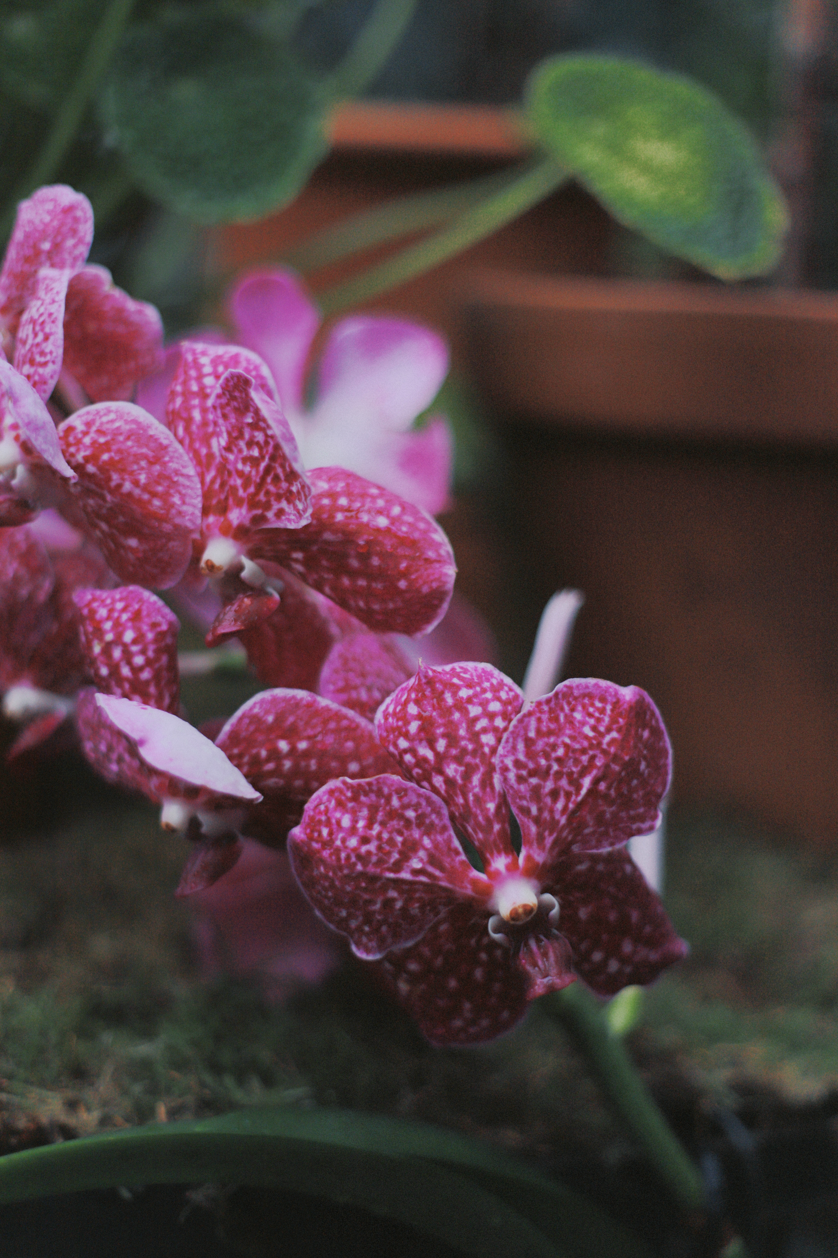 Orchid study III