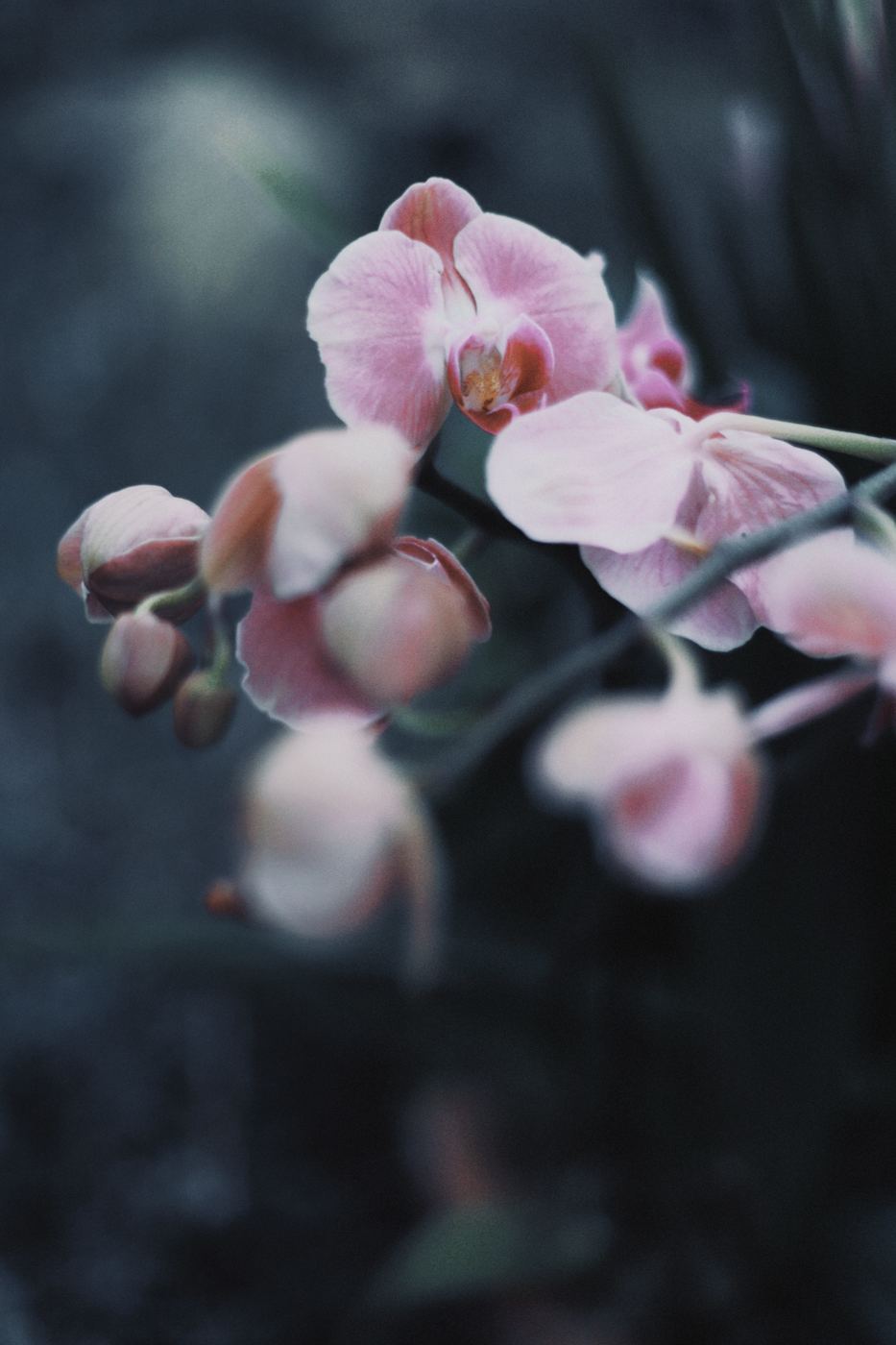 Pink orchid in darkness